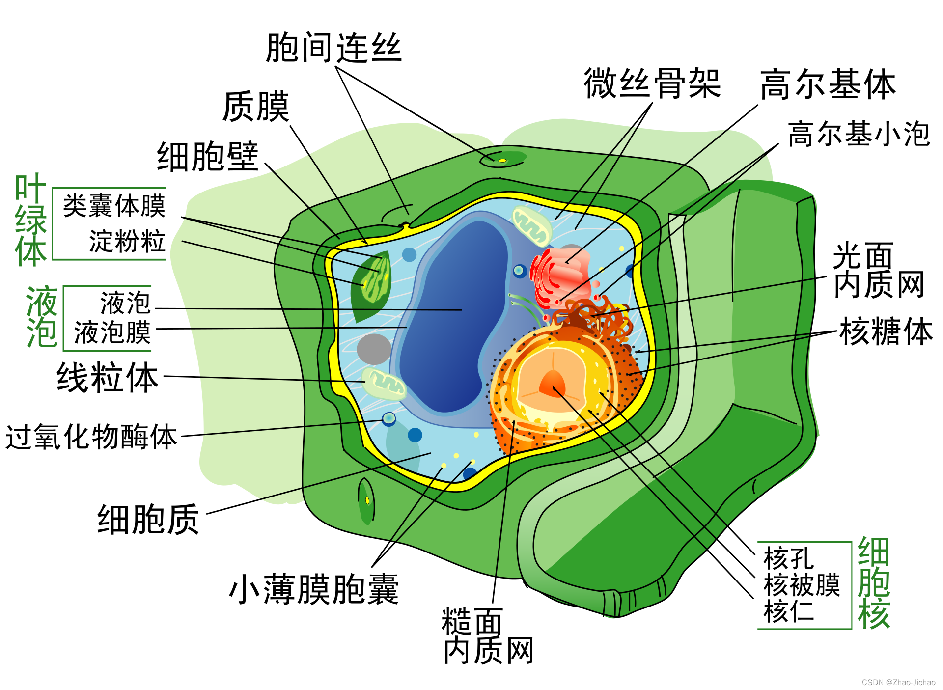 典型植物细胞结构图