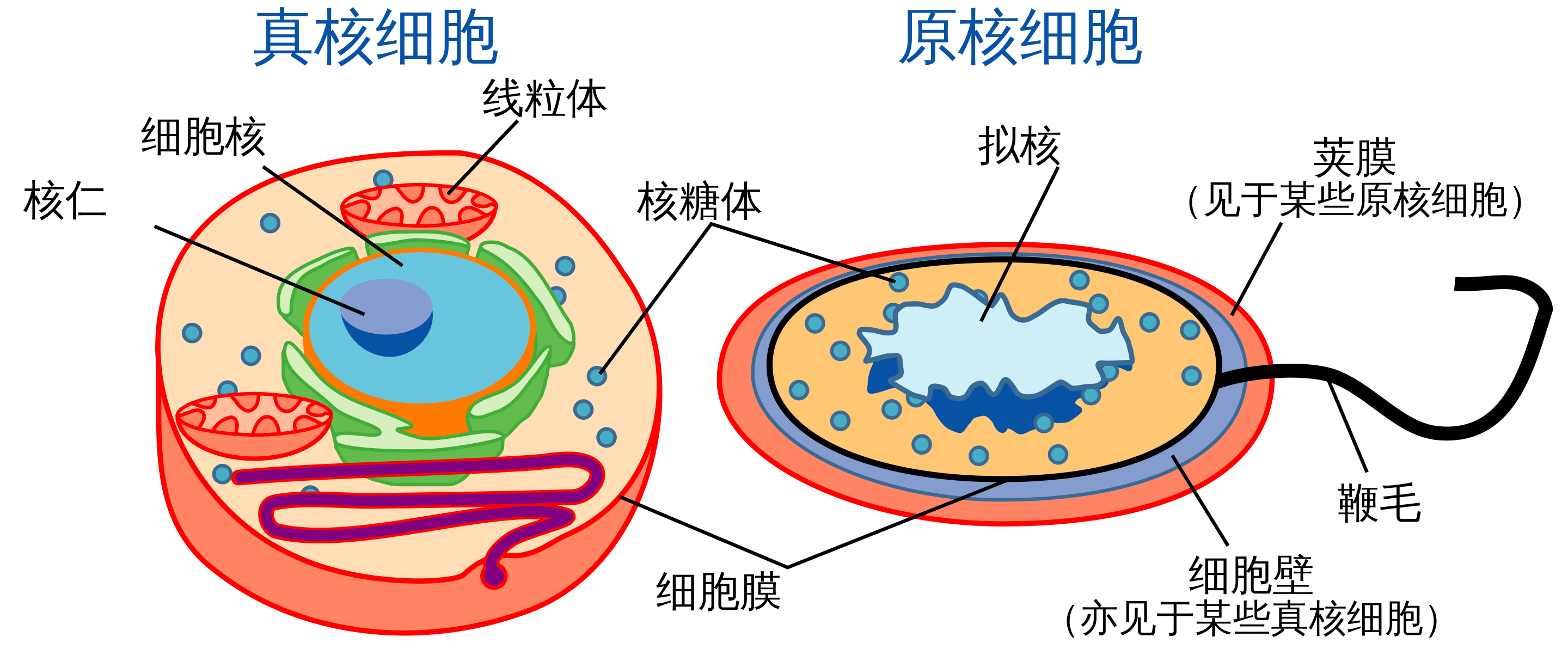 真核细胞 (左) 和原核细胞 (右)