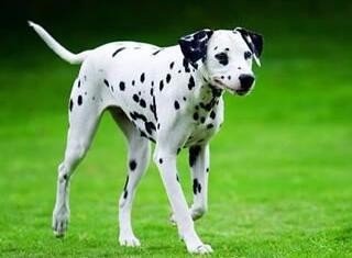 1654695063550220.jpg d058ccbf6c81800a8050baf9bd3533fa838b478b.jpg