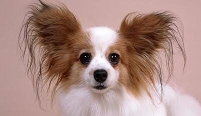 1654694990822606.jpg 7c1ed21b0ef41bd56ee6db035dda81cb38db3d8b.jpg