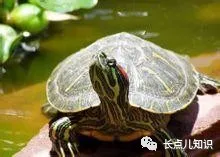 巴西龟寿命有多长 家养的巴西龟究竟能活多久